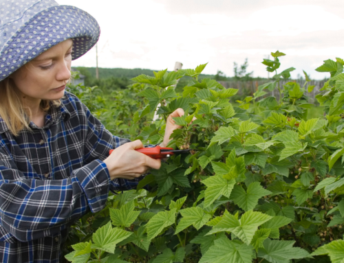 NEWS | Applications open for the Innovation Award for Women Farmers